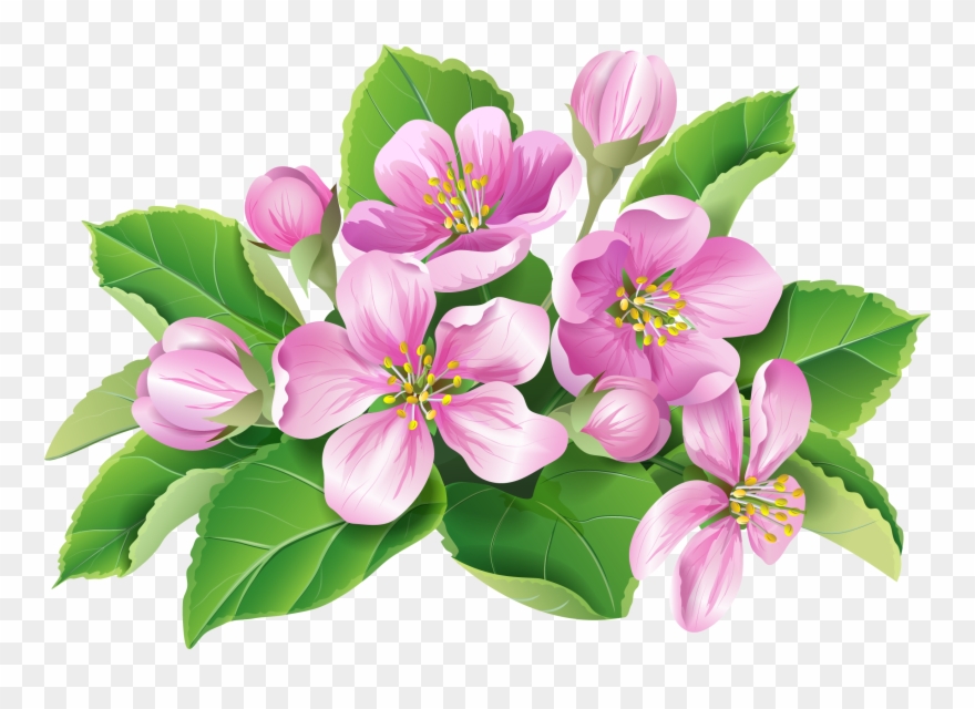 Blossom Geranium Transprent Png Free Download Plant - Geranium Png Clipart