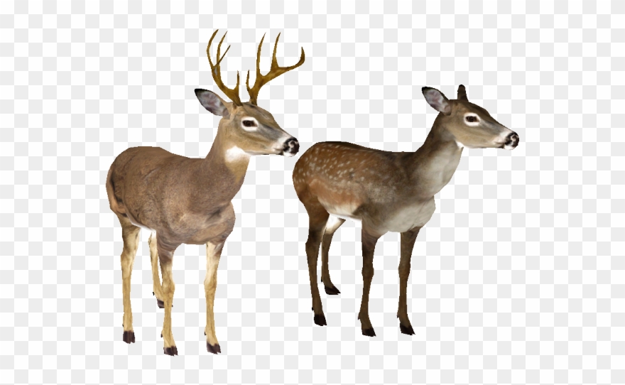 Deer Clipart Transparent Background - White Tailed Deer White Background - Png Download
