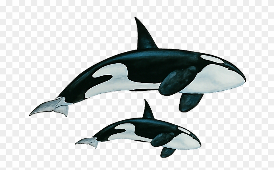 Whales Clipart