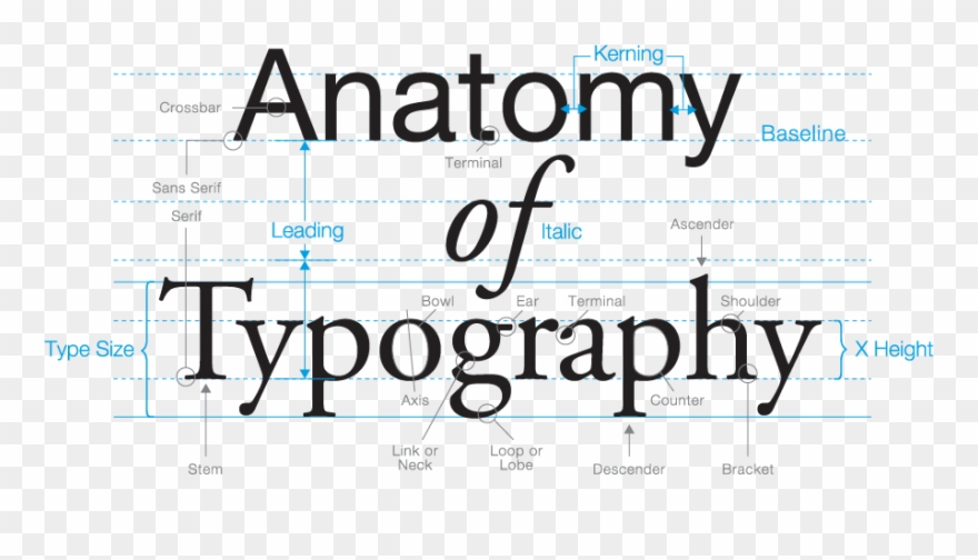 Type - Type Terminology And Anatomy Clipart