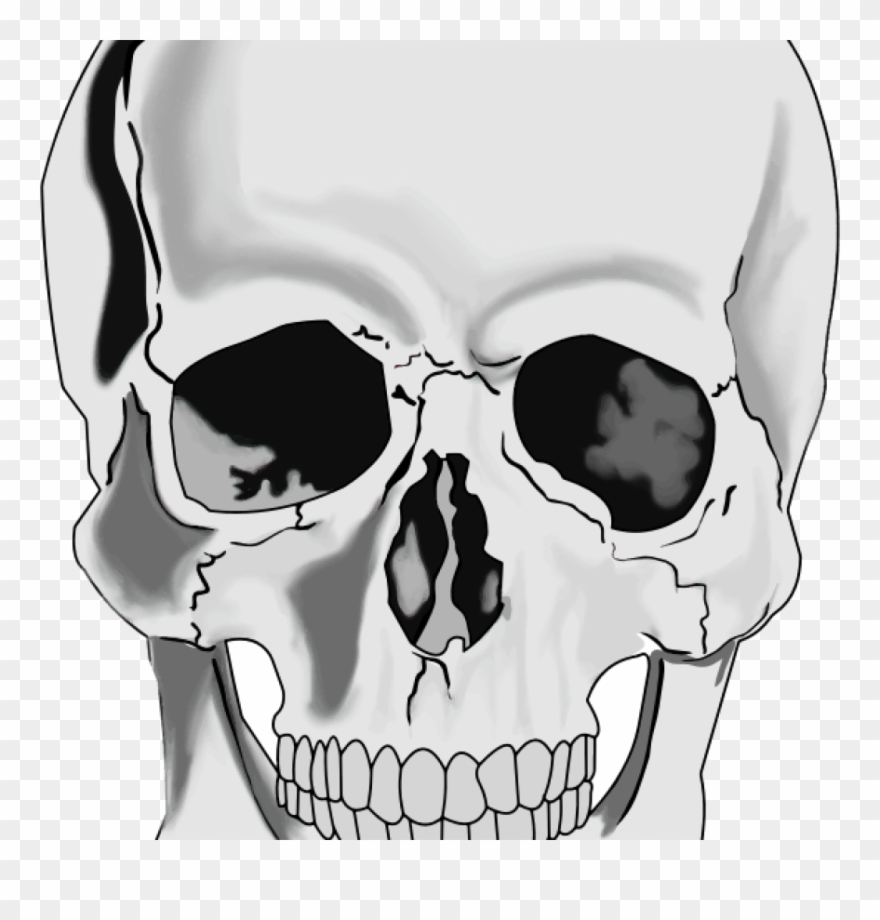 Banner Royalty Free Unicorn Hatenylo Com Realistic - Realistic Human Skull Drawing Clipart