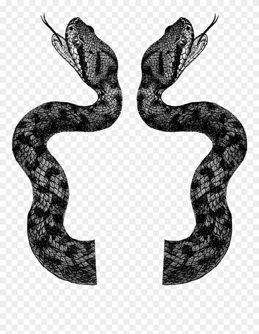 2091 Viper Snakes Free Vintage Clip Art - Png Download