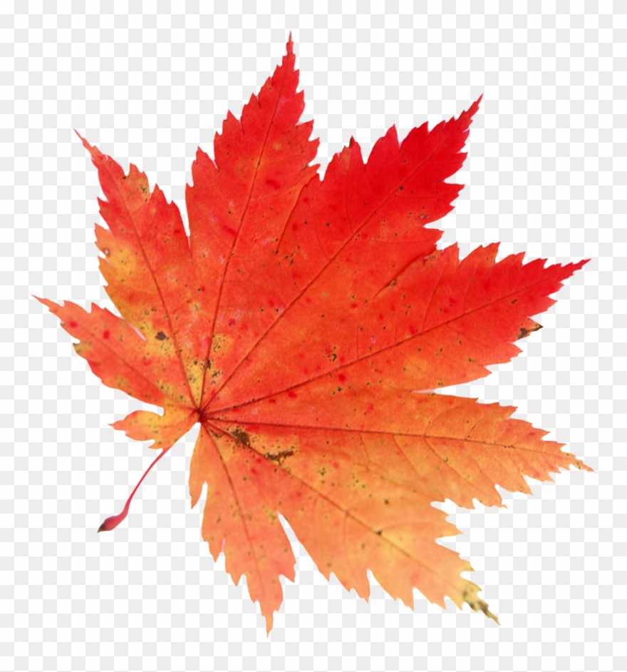 Autumn Leaves Clipart El Otono - Hoja De Arce Japones - Png Download