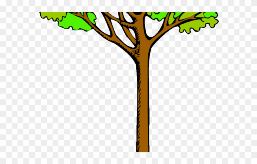 Tree Clipart Clipart Rainforest Tree - Cartoon Kauri Tree - Png Download