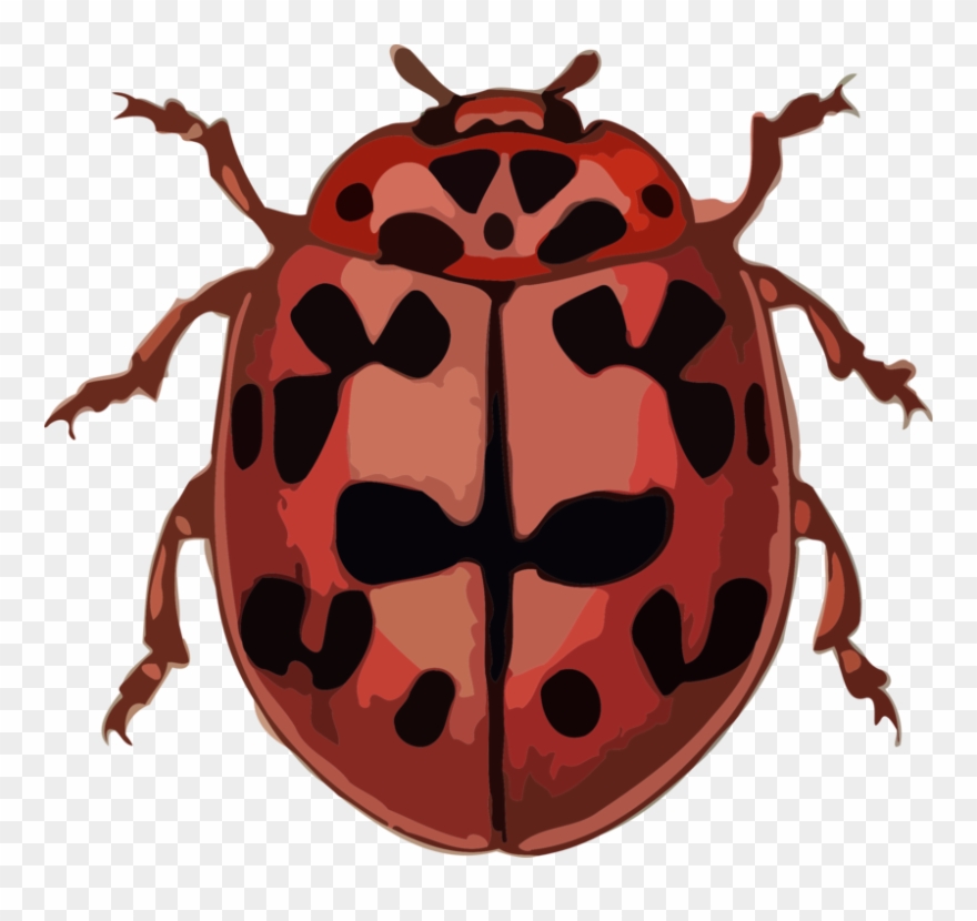 Ladybird Beetle Computer Icons Polyphaga Bothrideridae - Set Of 8 Insects 1 25 Magnets Cute Funny Animal Bugs Clipart