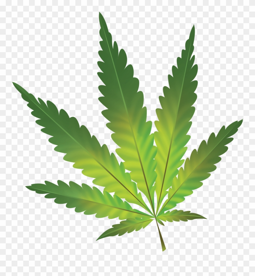 Cannabis - Hamp Plante Hvid Baggrund Clipart