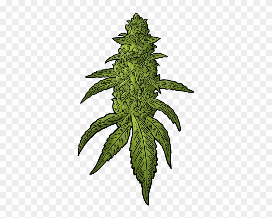 Transparent Weed Download - Buds Cannabis Vector Clipart