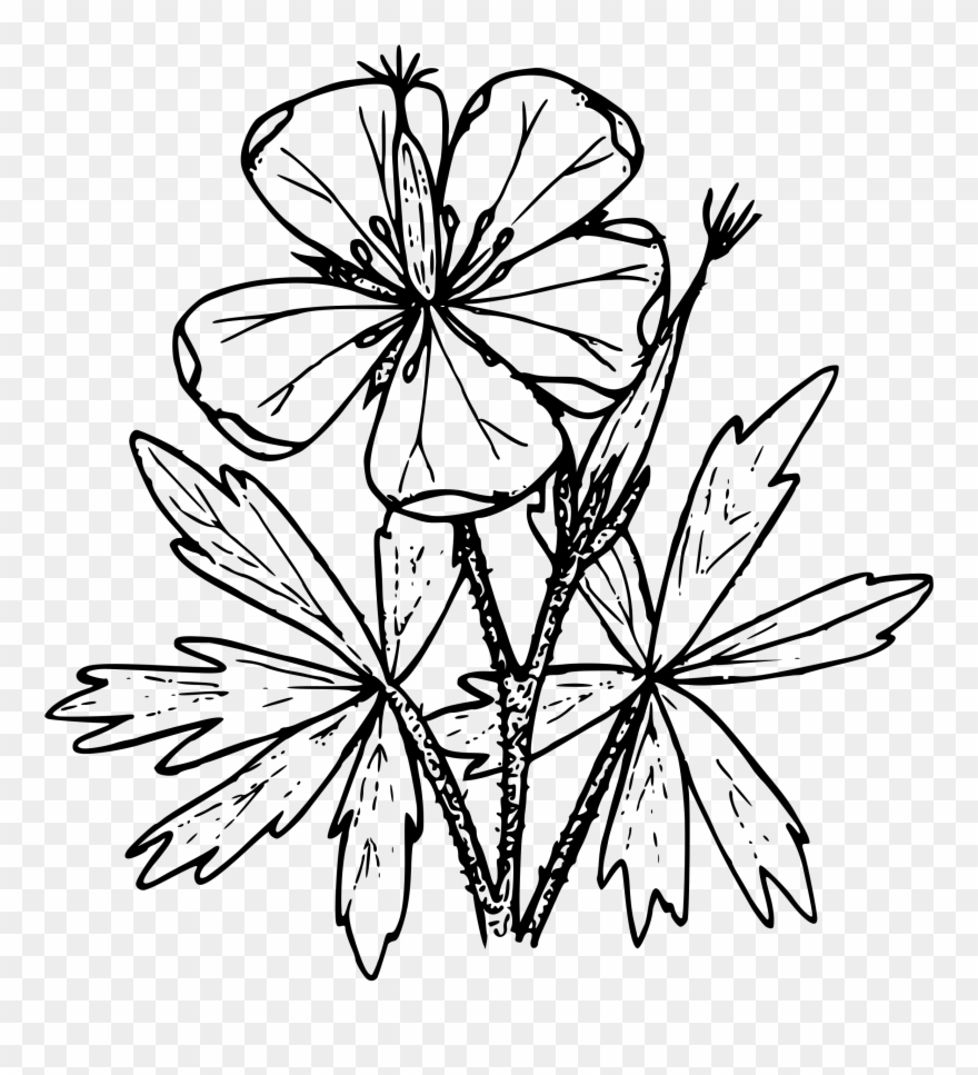 Big Image - Drawing Of Geraniums Transparent Clipart