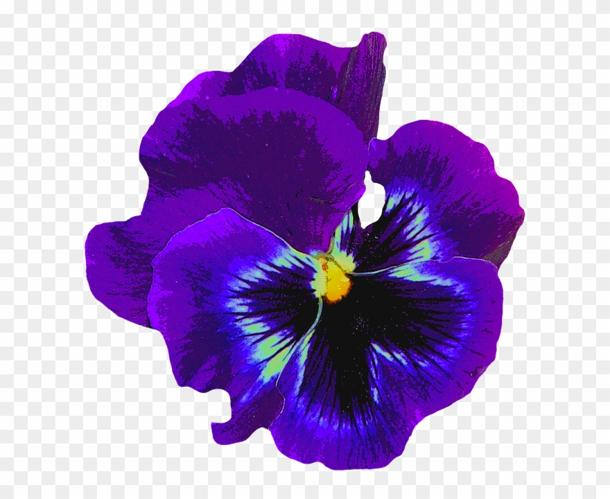 Pansy, Blue, Spring, Blossom, Bloom, Flower, Violaceae - Amor Perfeito Azul Png Clipart