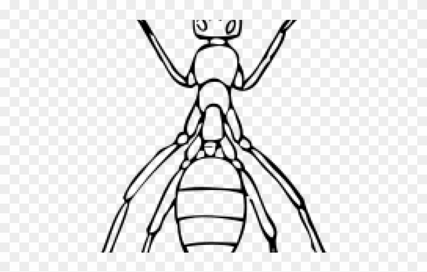 Ants Clipart Outline - Outline Ant - Png Download