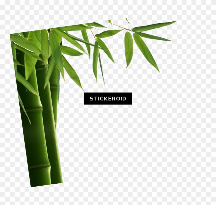 Bamboo Leaf Hd Nature - Лечебные Чаи И Сборы: Карманный Справочник Clipart