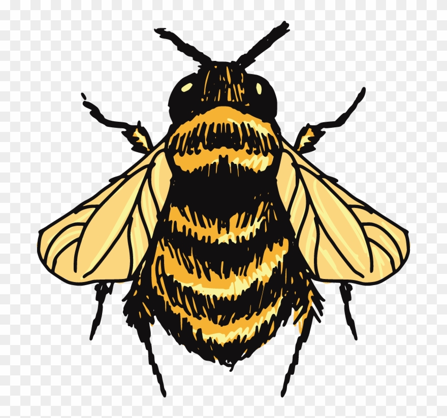 Bumblebee Sketch Tops Transprent - Bumblebee Drawing Clipart