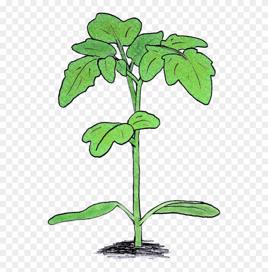 My Main Interest For The Past Decade Has Been In The - Tomato Clipart