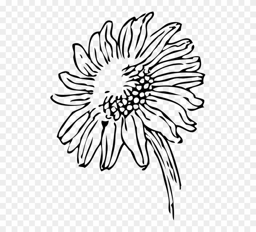 Daisy Clipart Design - Black And White Clipart Sunflower - Png Download