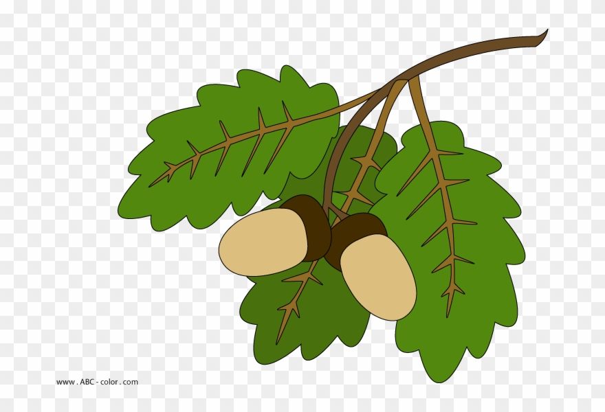 Raster Coloring Oak Leaves 1182&10931715 Clipart - Oak Clipart - Png Download