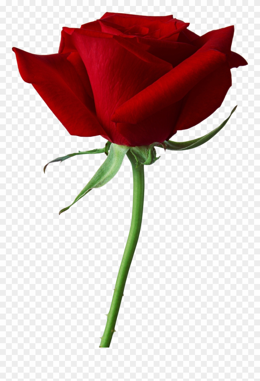 Rose Png639 - Png Gulab Ka Phool Clipart