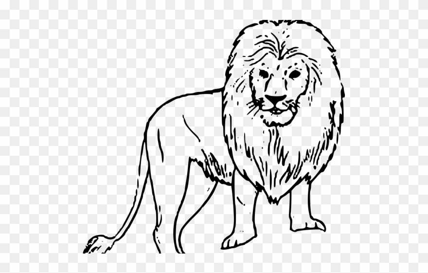 White Lion Clipart Black Background - Wild Animals Drawing Easy - Png Download