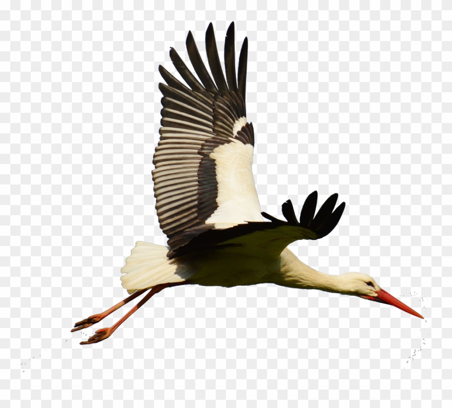 White Bird Flight Flying - Stork Flying Png Clipart