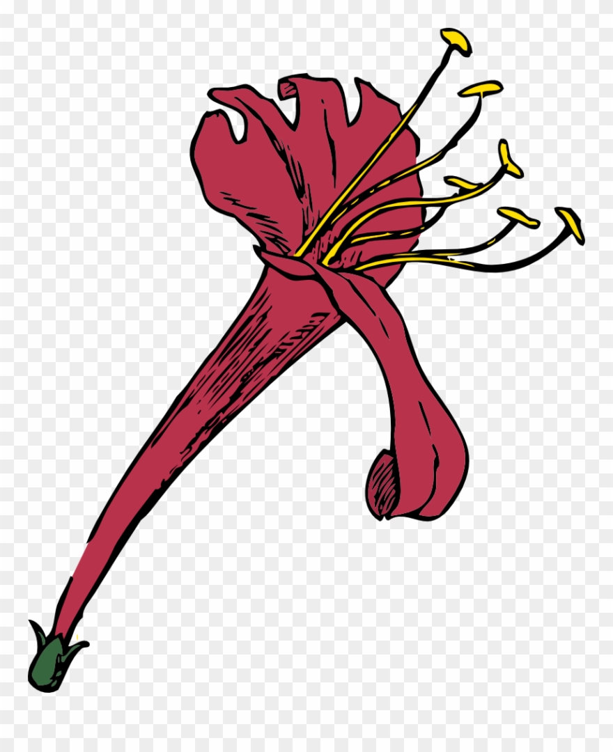 Molumen 2fcce003 Free Honeysuckle - Honeysuckle Clipart - Png Download