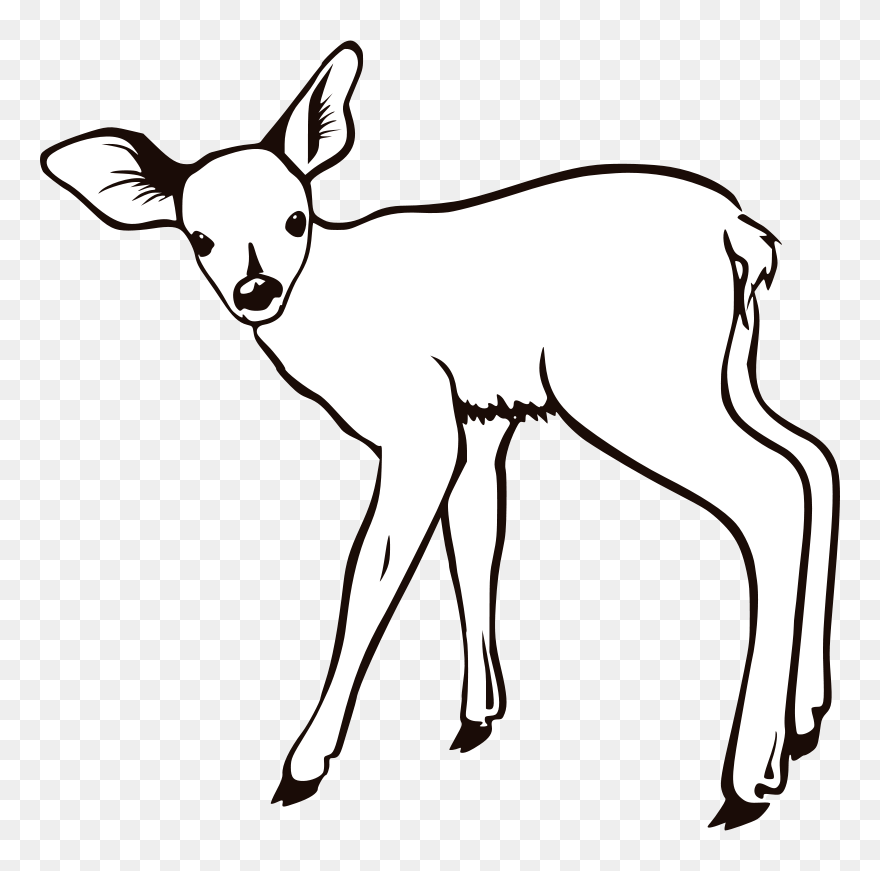 White-tailed Deer Coloring Book Reindeer Mule Deer - Venado Cola Blanca Para Colorear Clipart