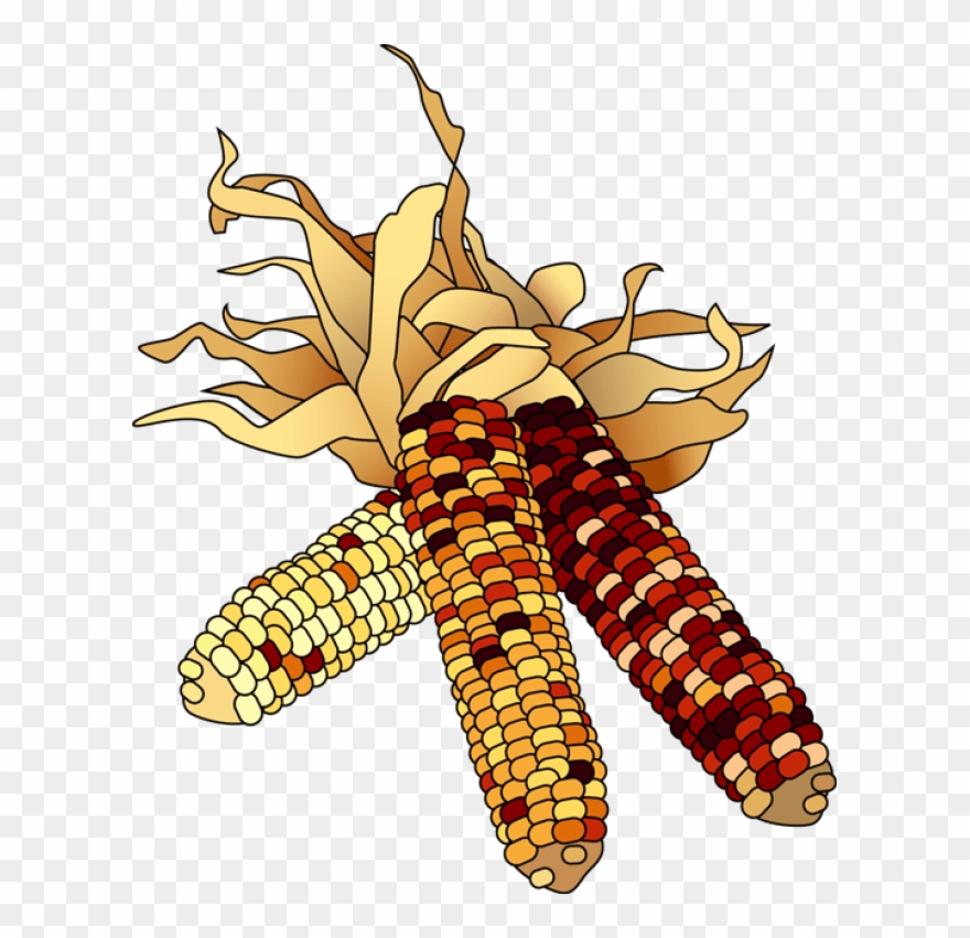 Indian Corn Clipart - Png Download