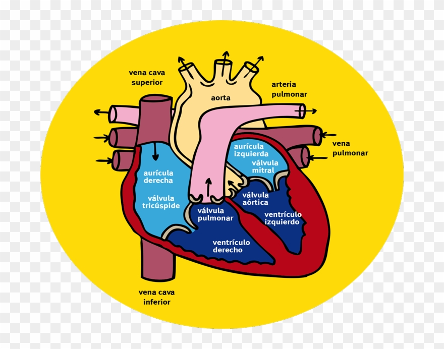 ¿cómo Circula La Sangre A Través Del Corazón Y Los - Camino Recorre El Jarabe Hasta Llegar Clipart