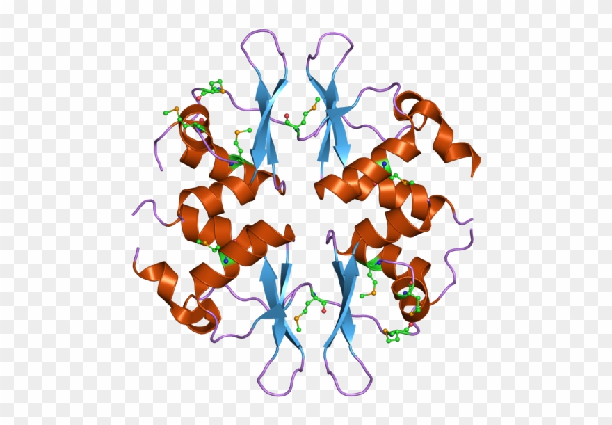 Structure Of Clcn1 Protein Clipart