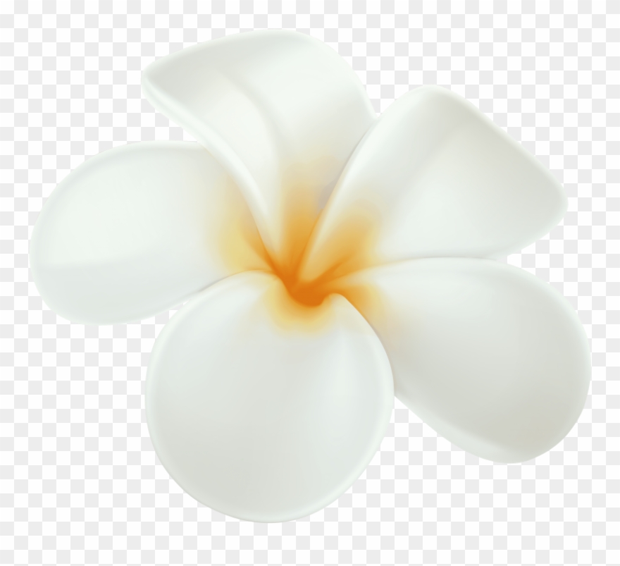 Free Png Plumeria Png Images Transparent - Clip Art