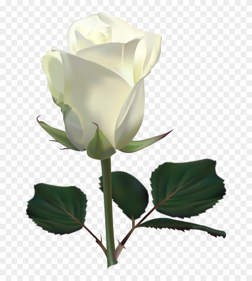 На Февраля 24, - White Rose Images Download Clipart