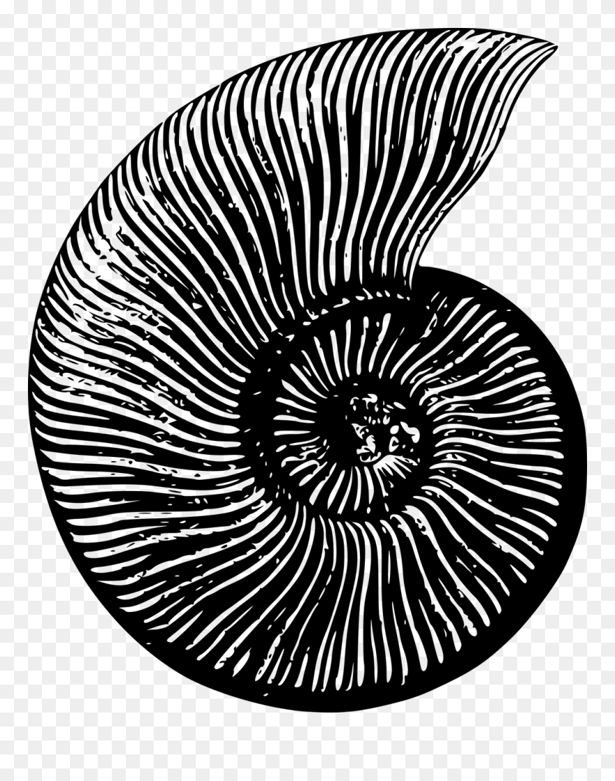 Medium Image - Black And White Ammonite Clipart