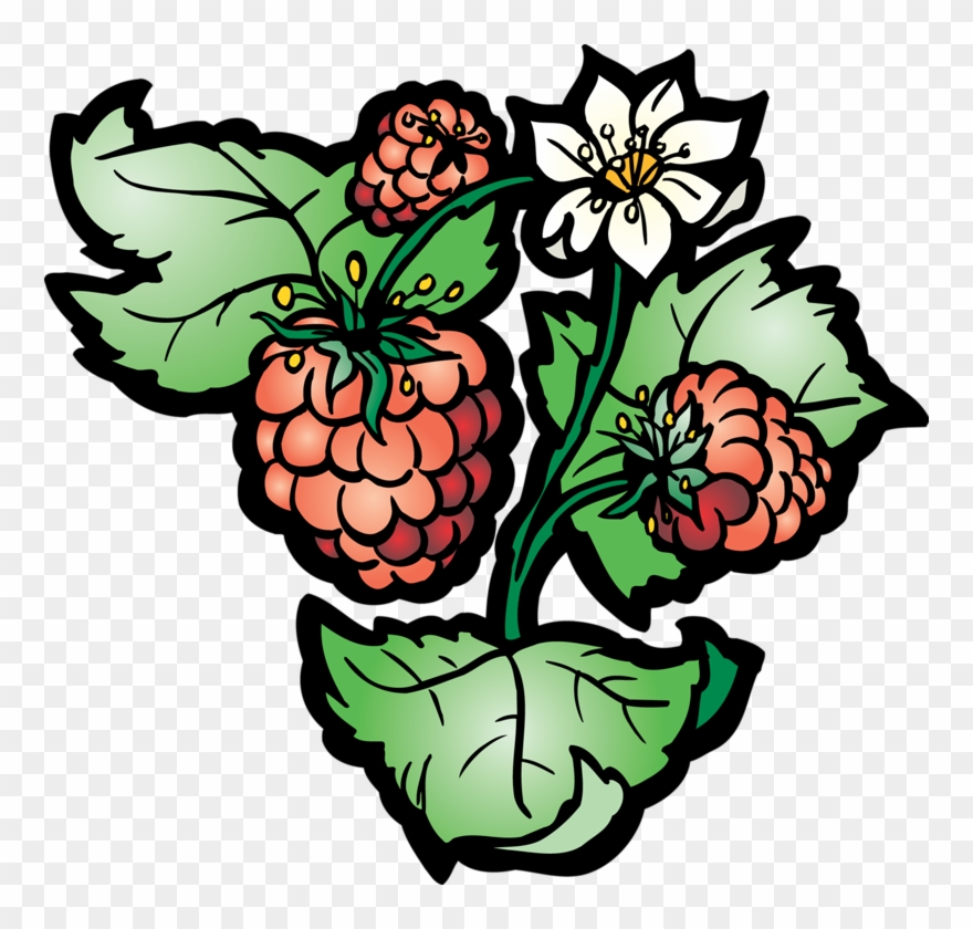 Vines Clipart Raspberry - Clip Art - Png Download
