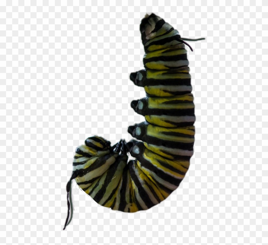 Download Black Swallowtail Clipart (#1791370) - PinClipart
