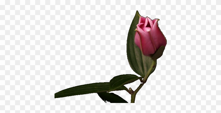 Распускающиеся Цветы На Прозрачном Фоне - Hybrid Tea Rose Clipart