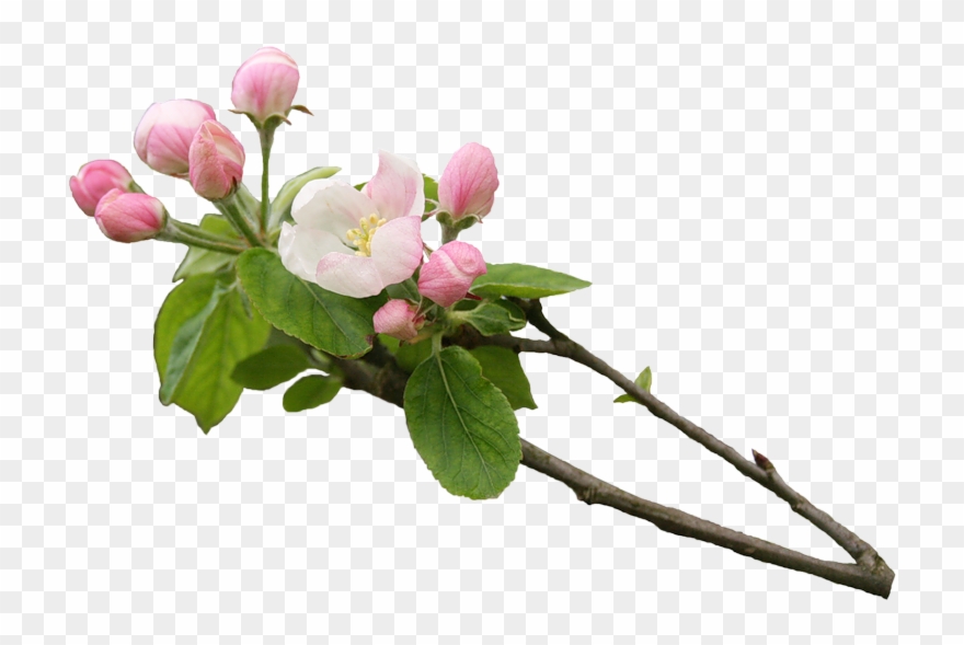 Без Заголовка - Цветущие Деревья Пнг Clipart