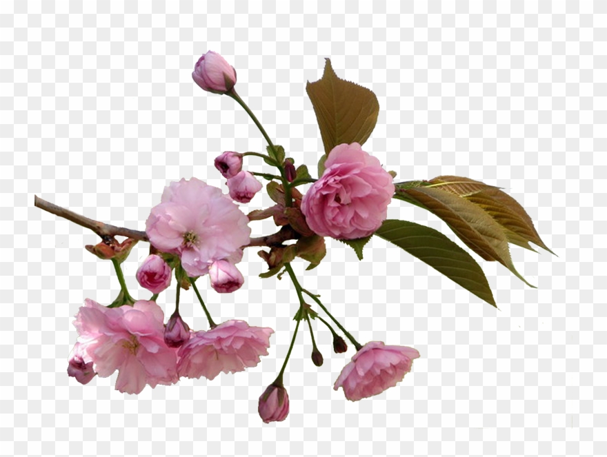 Без Заголовка - Клипарт На Прозрачном Фоне Ветки Clipart