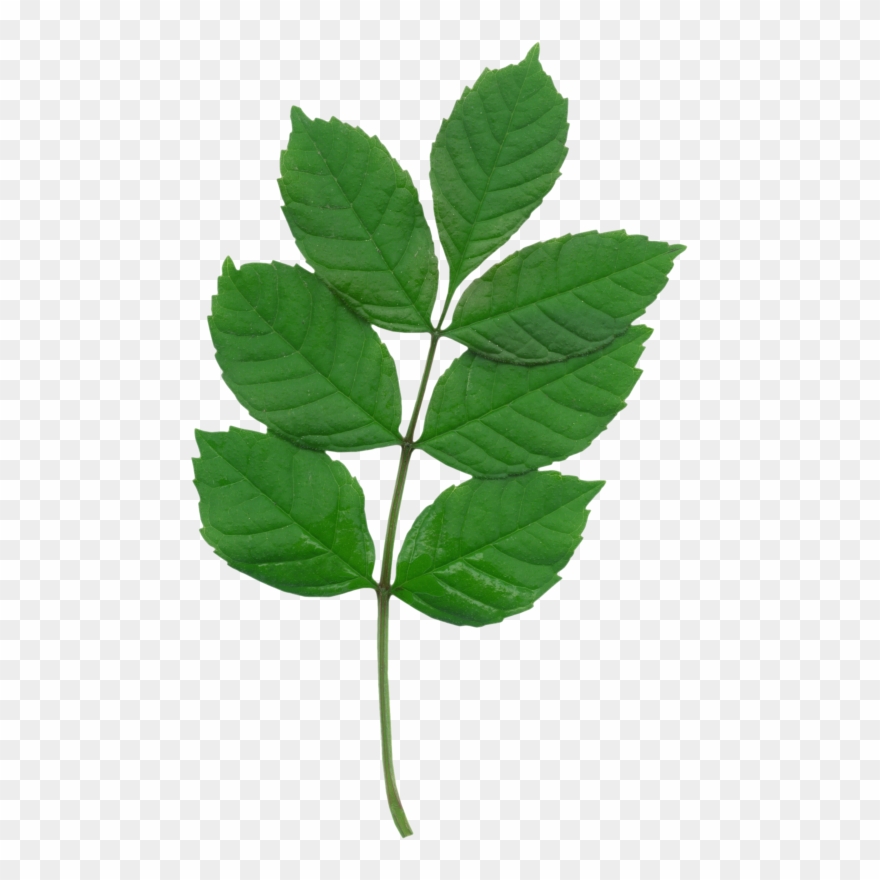 Скрап Набор " Просто Естественно " - Photography Clipart