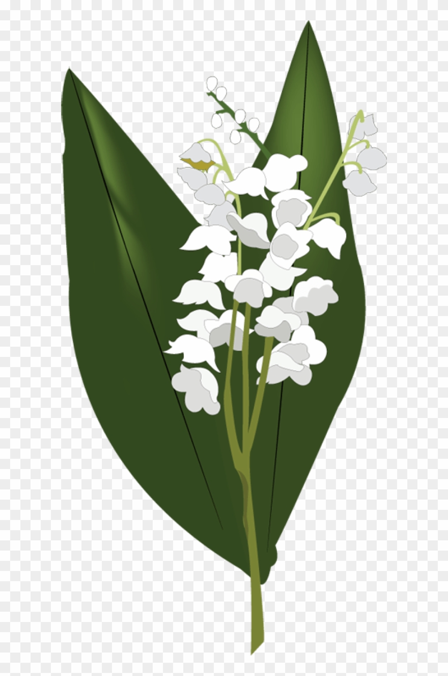 Lily Of The Valley Png Clipart