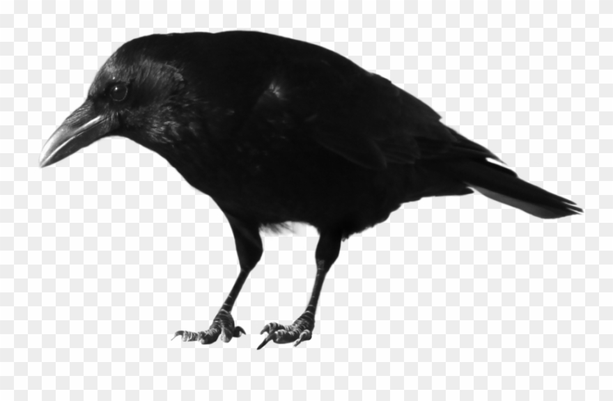 Crow - Crow Png Hd Clipart