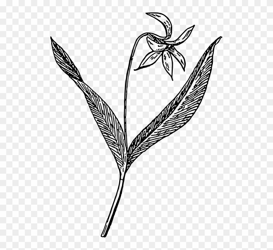 Dogtooth Violet Black White Line Art 555px - Black And White Violet Flowers Drawing Clipart