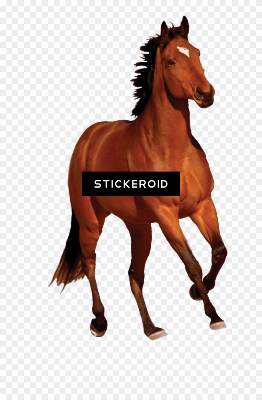 White Horse - River's Edge Rivers Edge Products Running Bay Horse Clipart