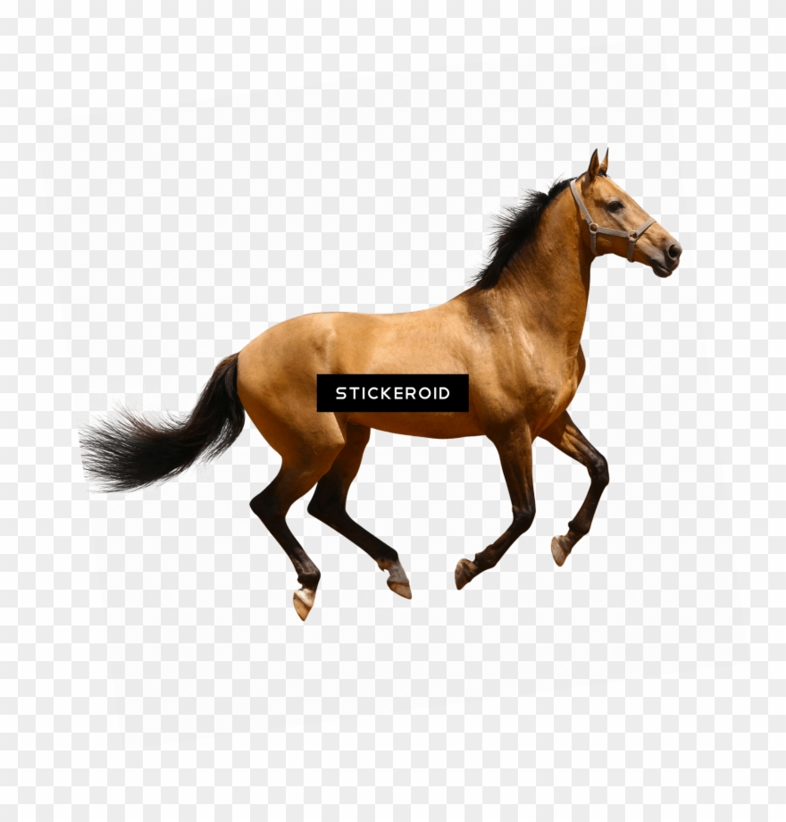 Running Brown Horse Animals - Wild Animal Domestic Animals Clipart