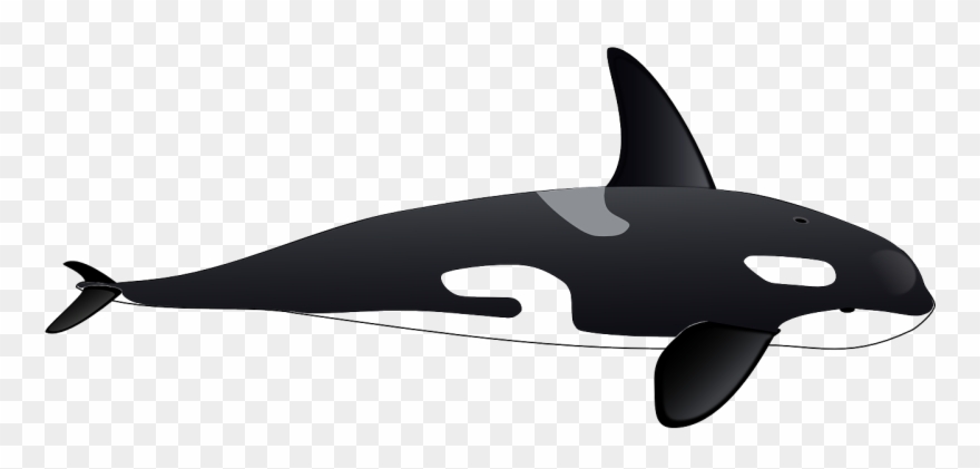 Killer Clip Art Black - Orca Clipart - Png Download