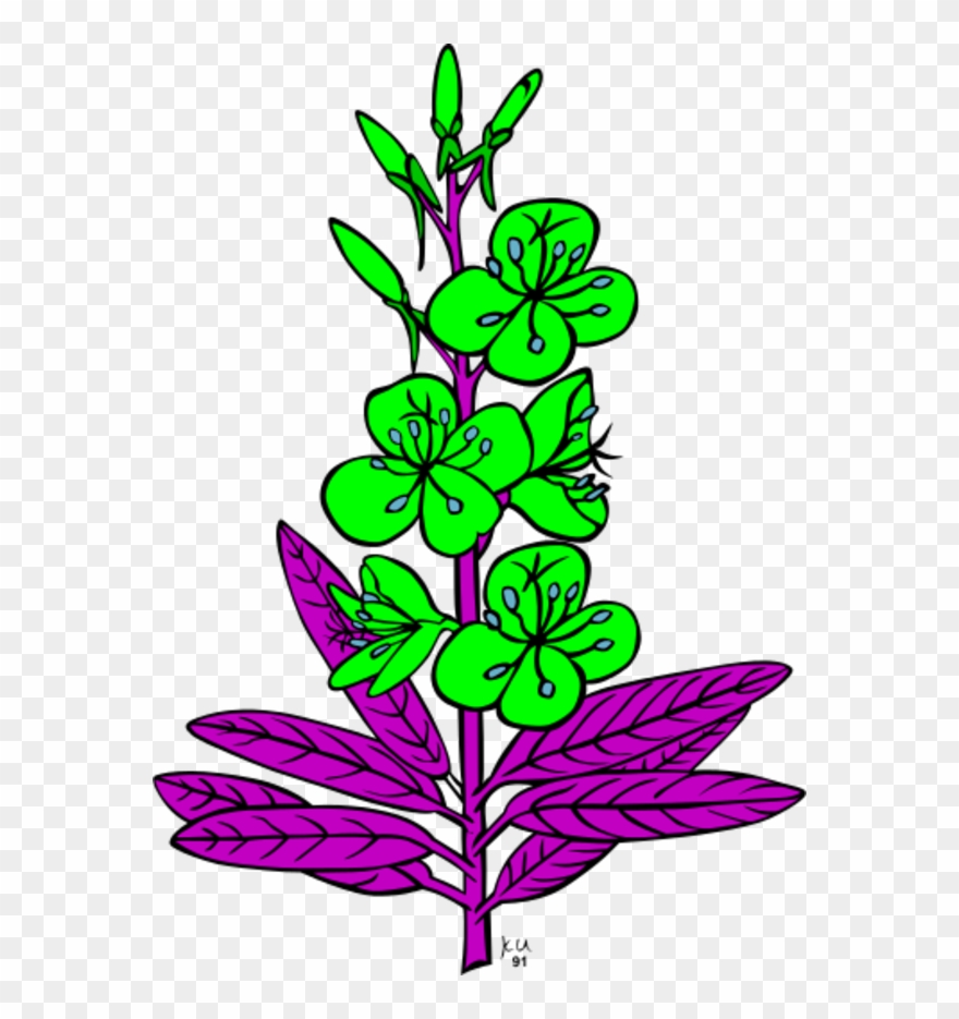 Ku Epilobium Angustifolium - Drawing Fireweed Clipart