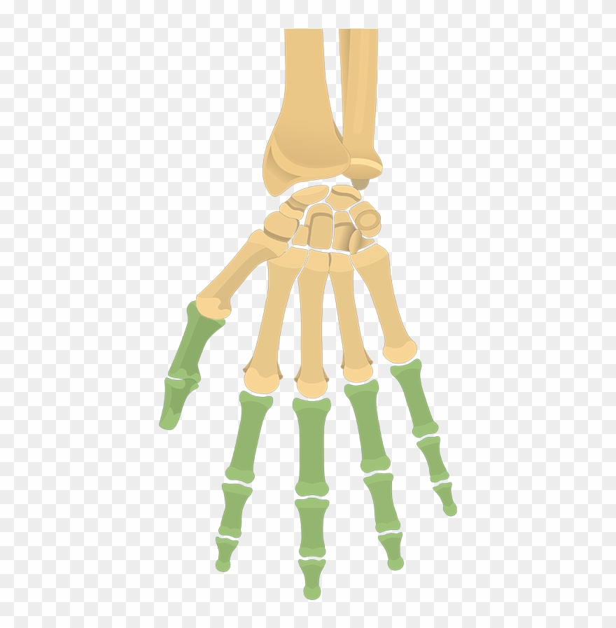 Phalanges - Hand And Wrist Bones Unlabeled Clipart