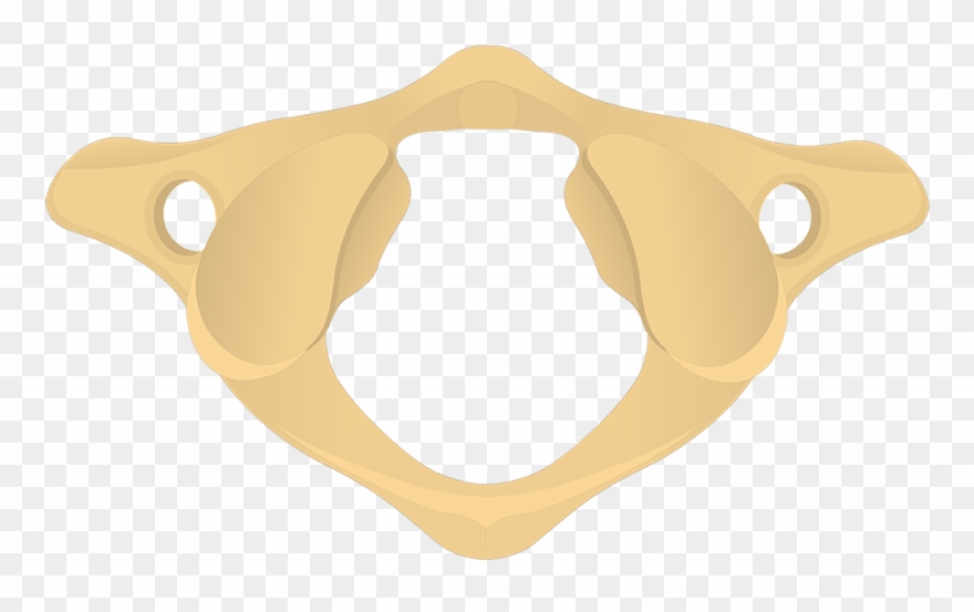 Atlas Vertebra Blank Diagram Clipart