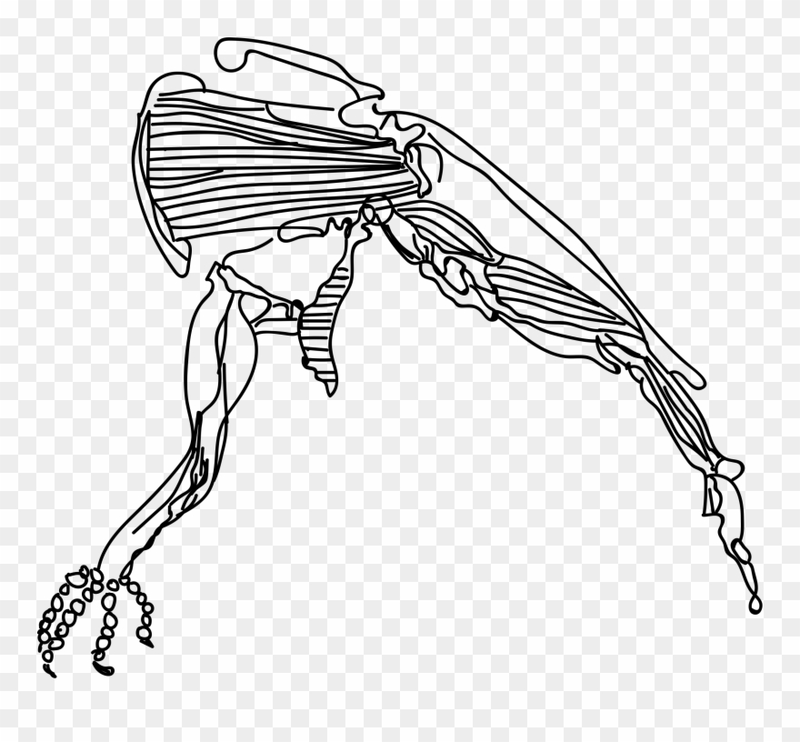 Muscle Clipart