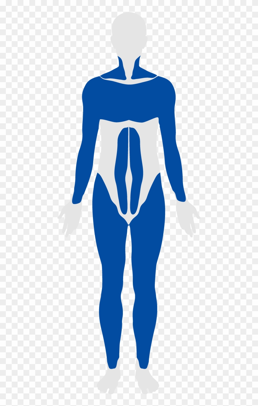 Muscular System Clipart