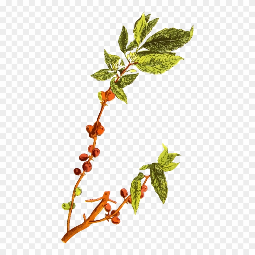 Coffee Bean Arabic Coffee Arabica Coffee Plants - Coffee Bean Tree Png Clipart