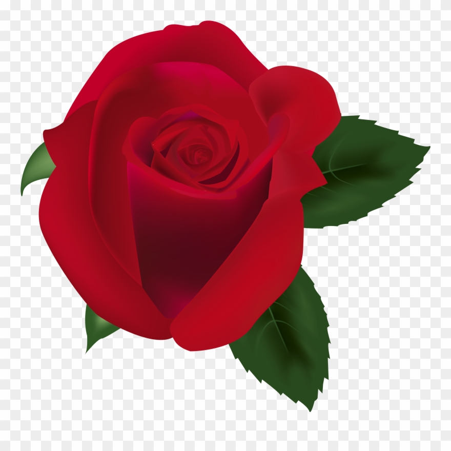 Red Rose Png Clipart Image-186 - Clip Art Transparent Png