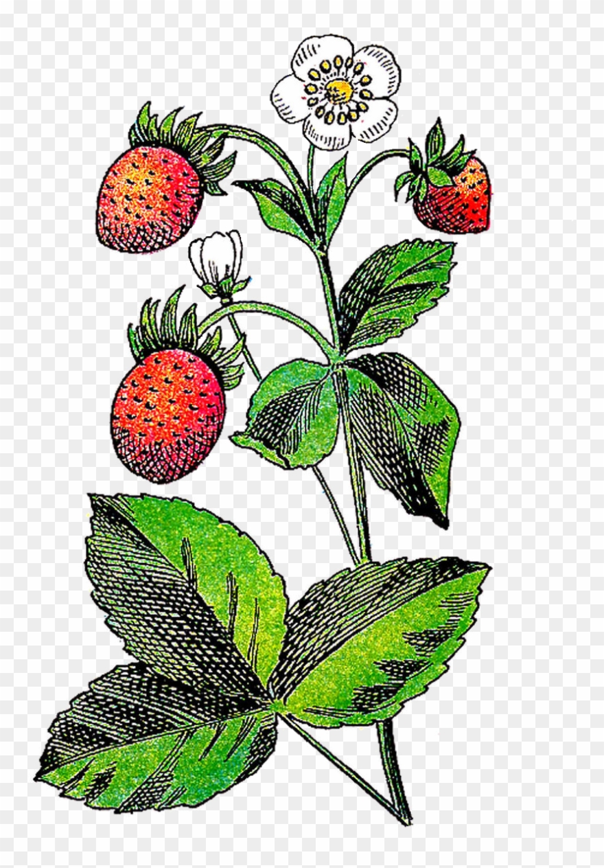 Berry - Fruits - Plant With Fruit And Flower Clipart